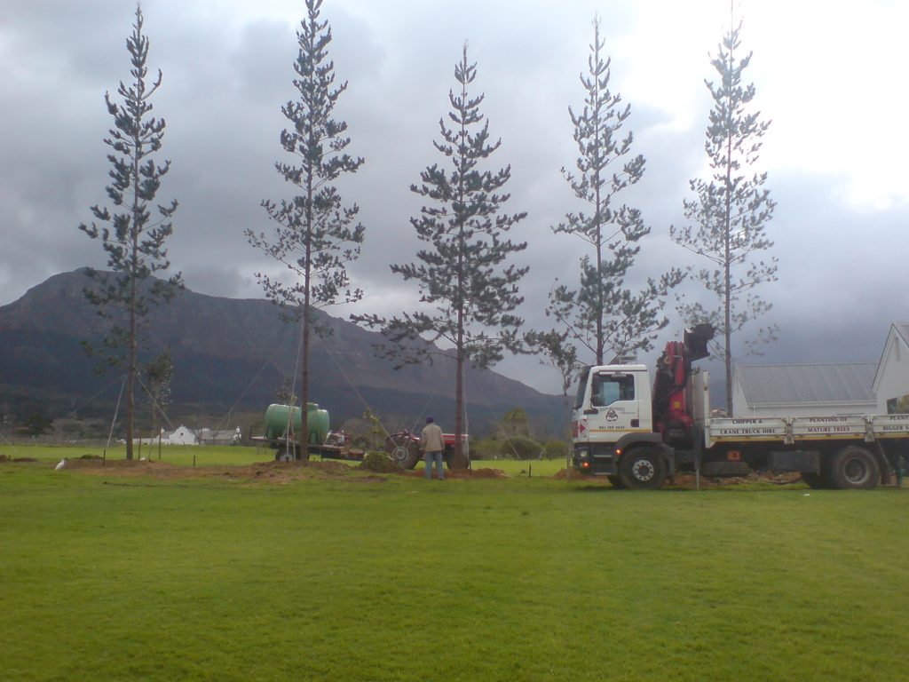 planting trees, Tree Felling