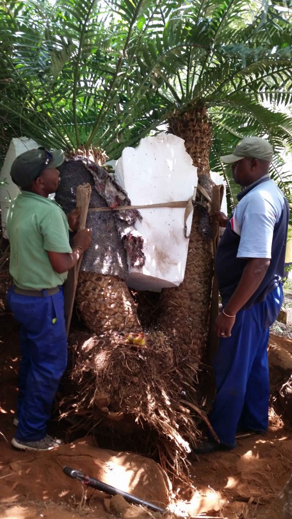 Tree Care, Tree Nursery