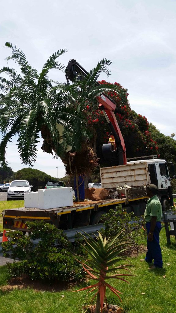 Tree Care, Tree Nursery