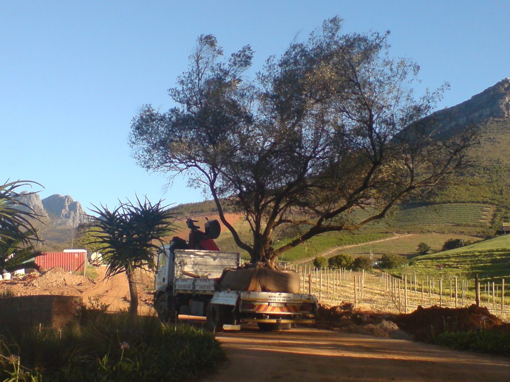 Crane Truck Hire, Tree Suppliers