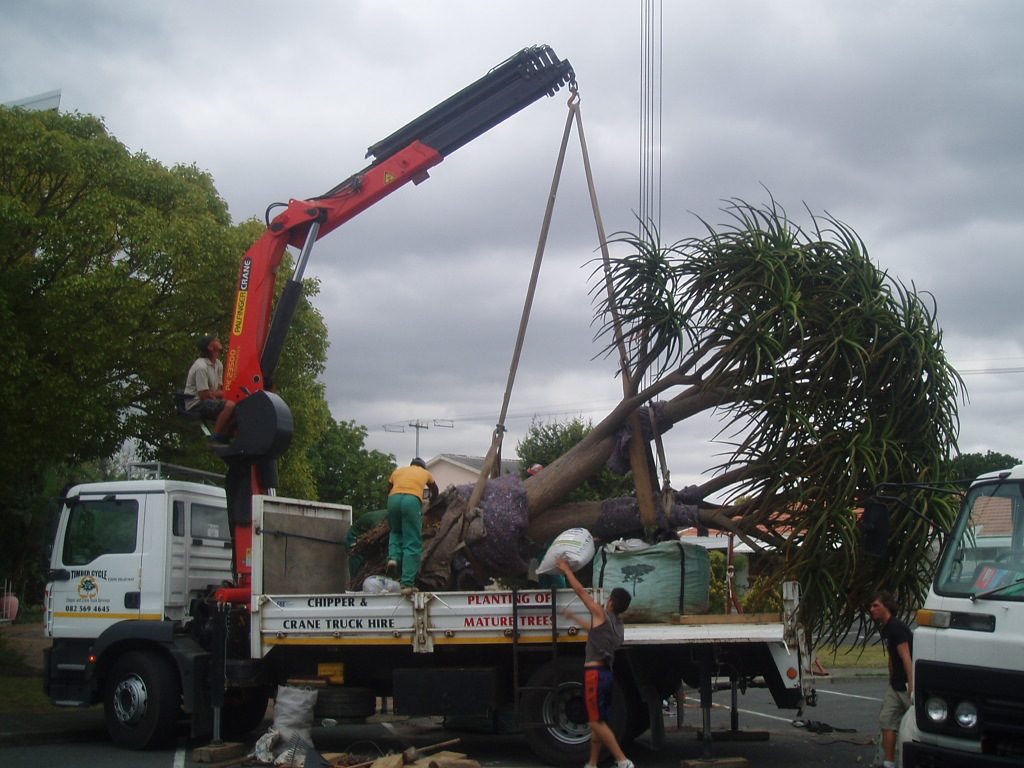 Tree Planting