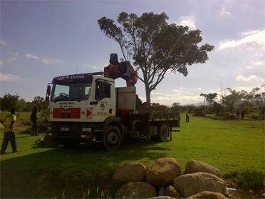 Tree Harvesting, Tree Felling