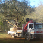 Crane Truck Hire, Tree Felling